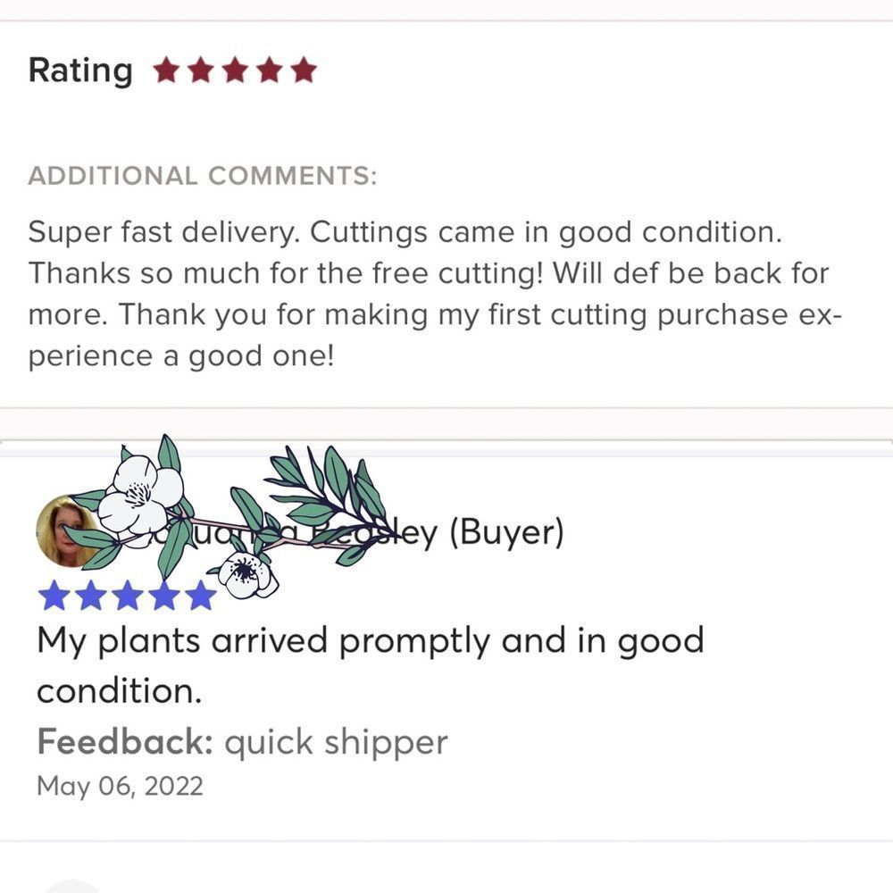 8 Purple Heart Plant Cuttings 💜 - Picture 4 of 5